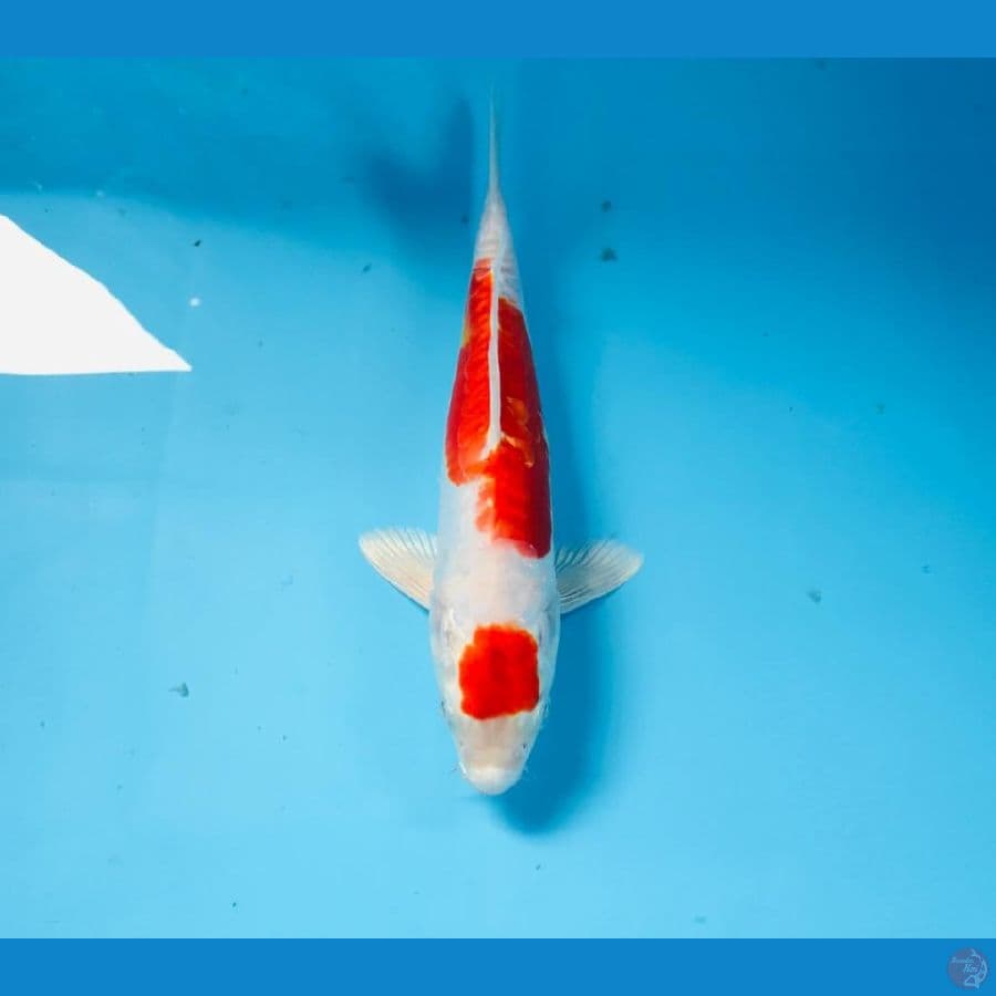 kikushui, 20cm
