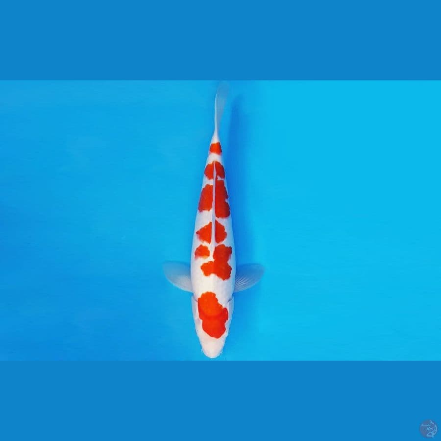 MEIJI 11 - KOHAKU 31 cm/fm