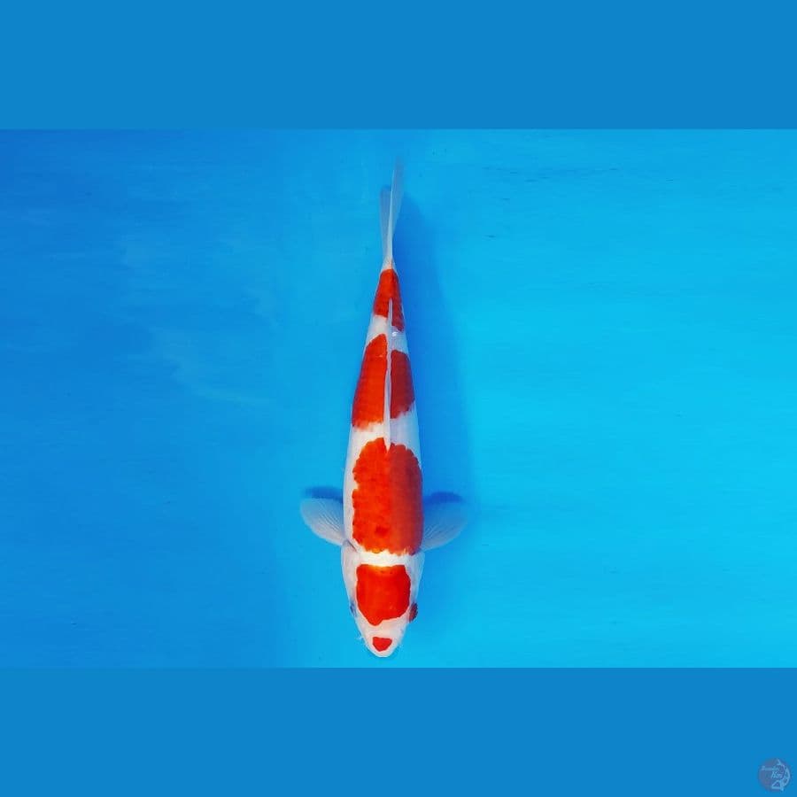 MEIJI 16 - AI GOROMO 30 cm/fm