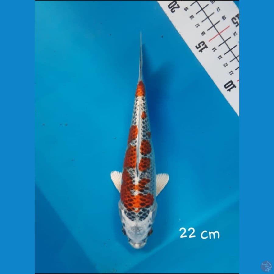 NY 1 ~ Kujaku 22cm
