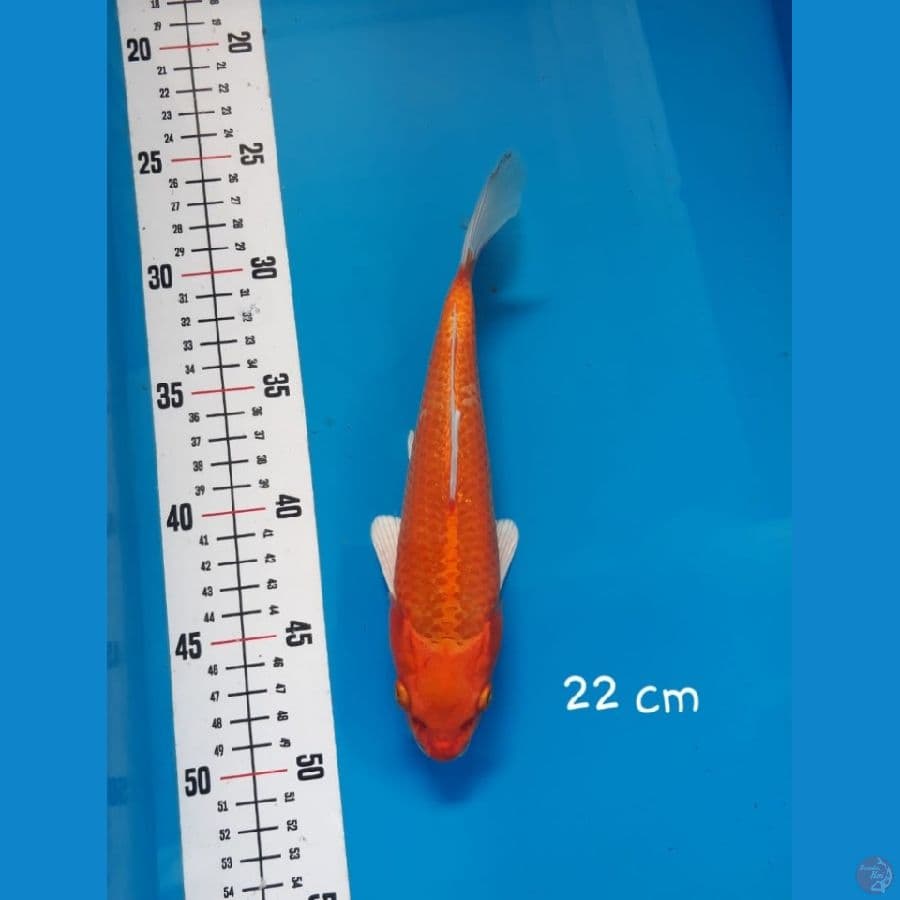 NY 7 ~ YAMABUKI OGON 22cm