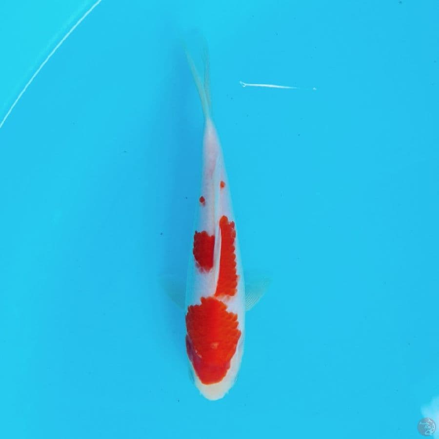 Kohaku Strong 17cm