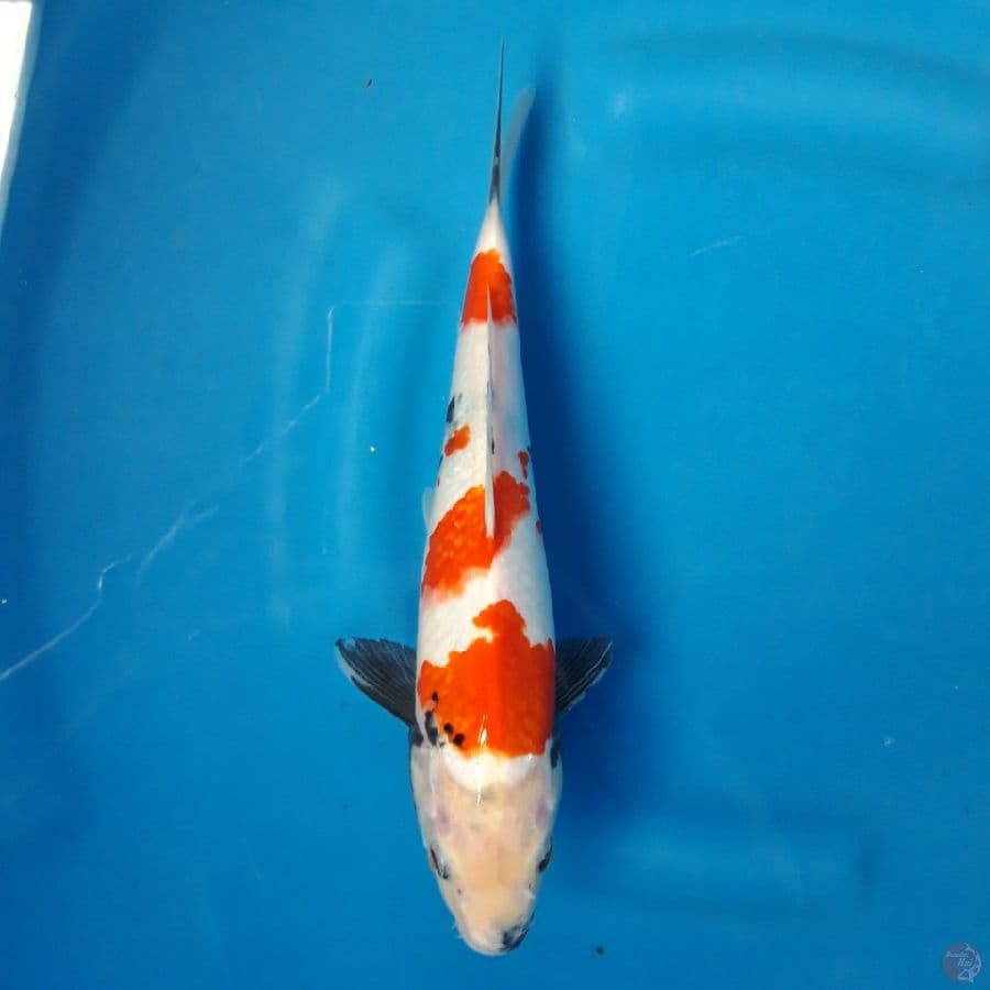 Showa 29cm