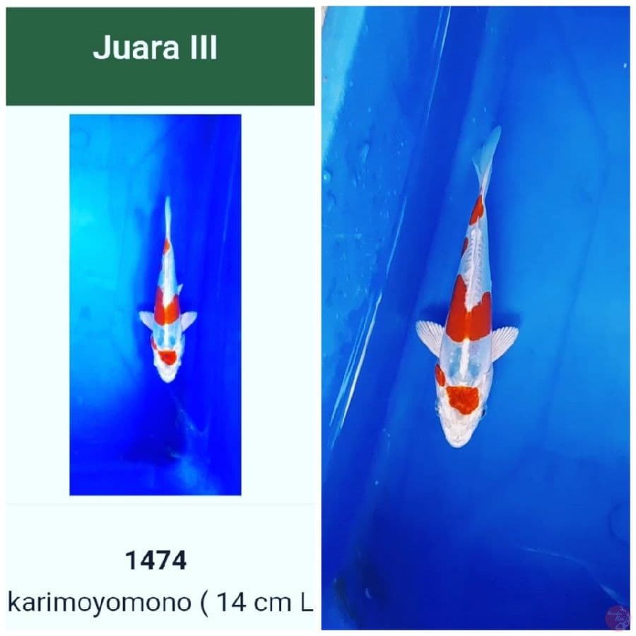 JUARA SEMARANG KOI SHOW