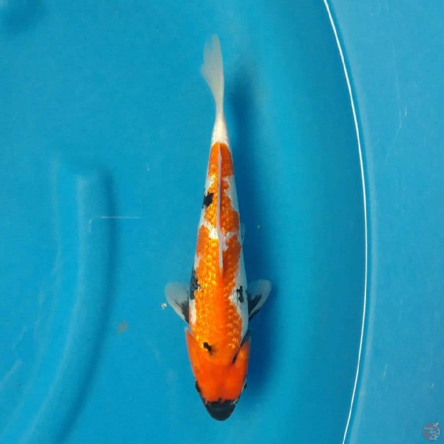 Showa Ginrin 28cm