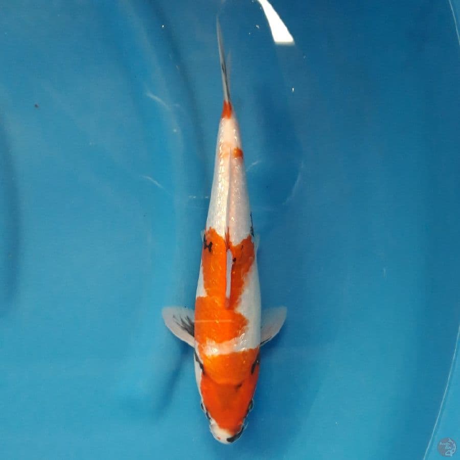 Showa Ginrin Tategoi 28cm