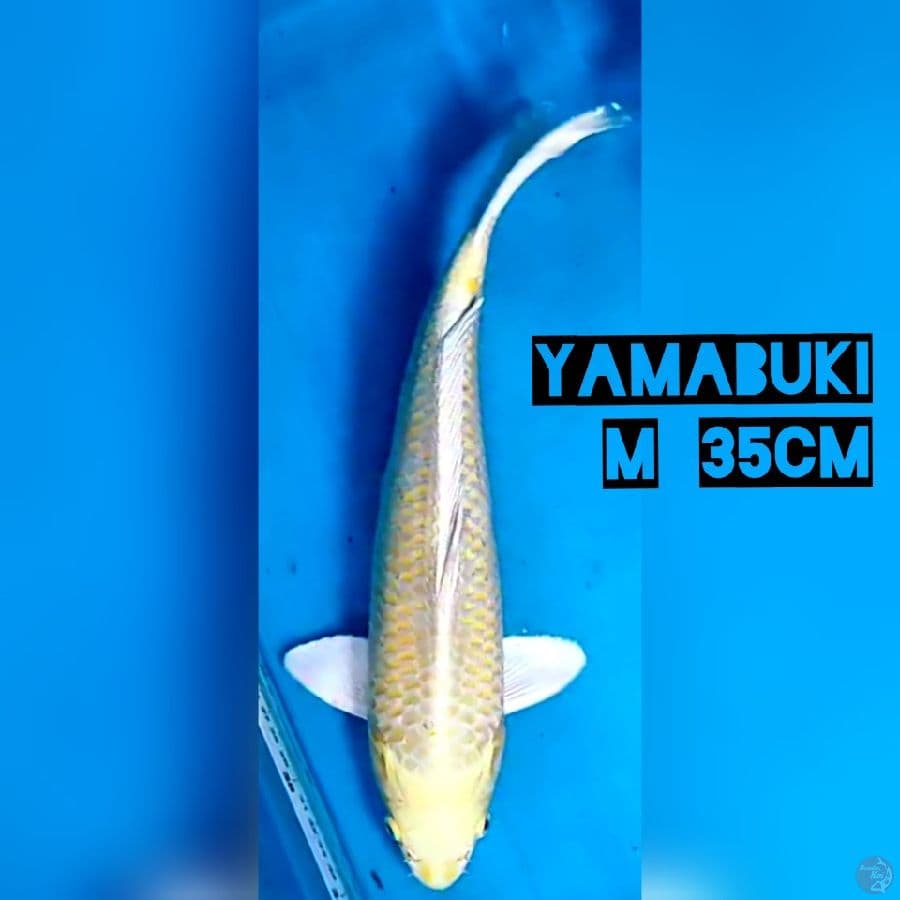 Ogon M 35cm