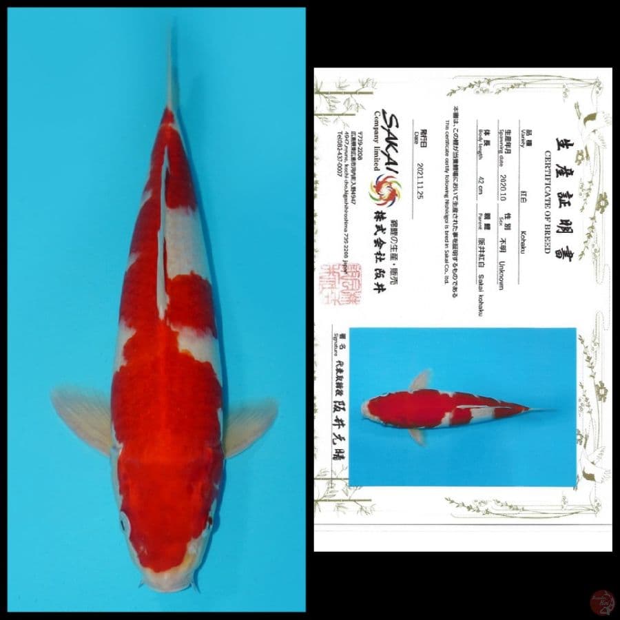 INAZUMA KOHAKU IMPORT SAKAI 42CM MALE