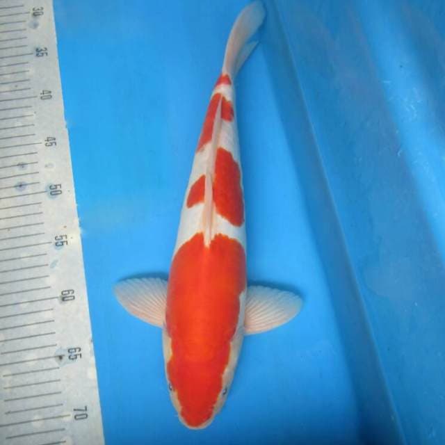 Kohaku doit 37cm