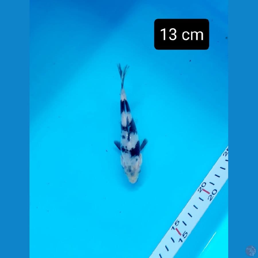 bahan 13 cm