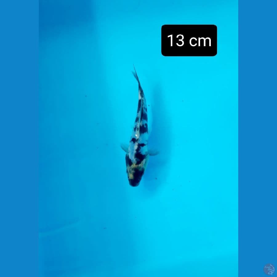 bahan doit 13 cm