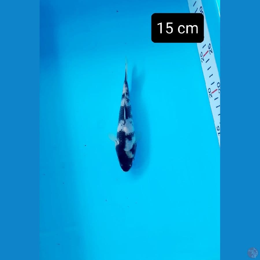 bahan 15 cm