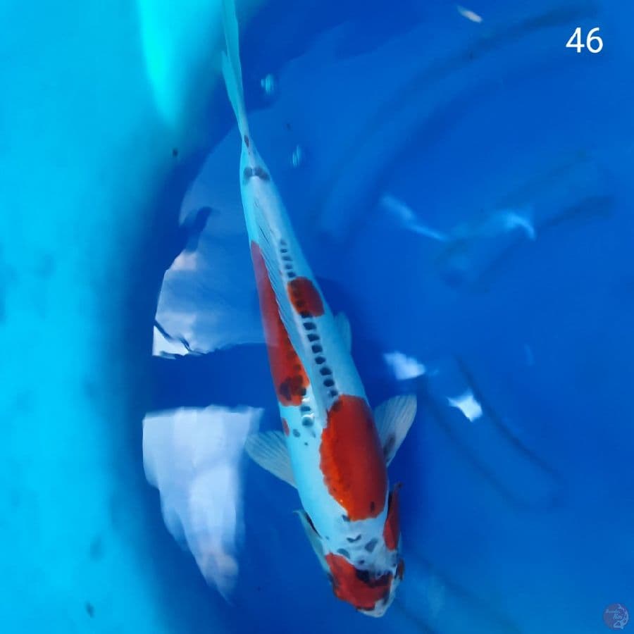 Kiko 46 cm