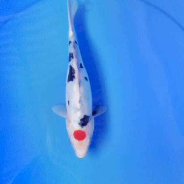 Tancho sanke 25 cm