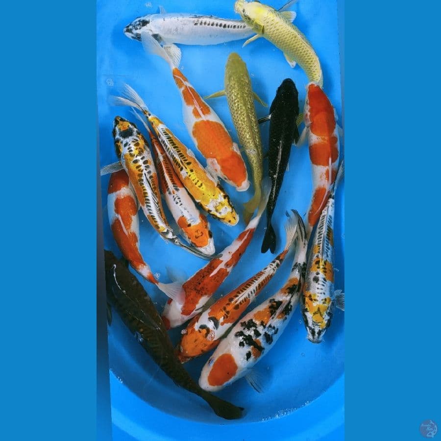 mixx 30-35cm 15ekor