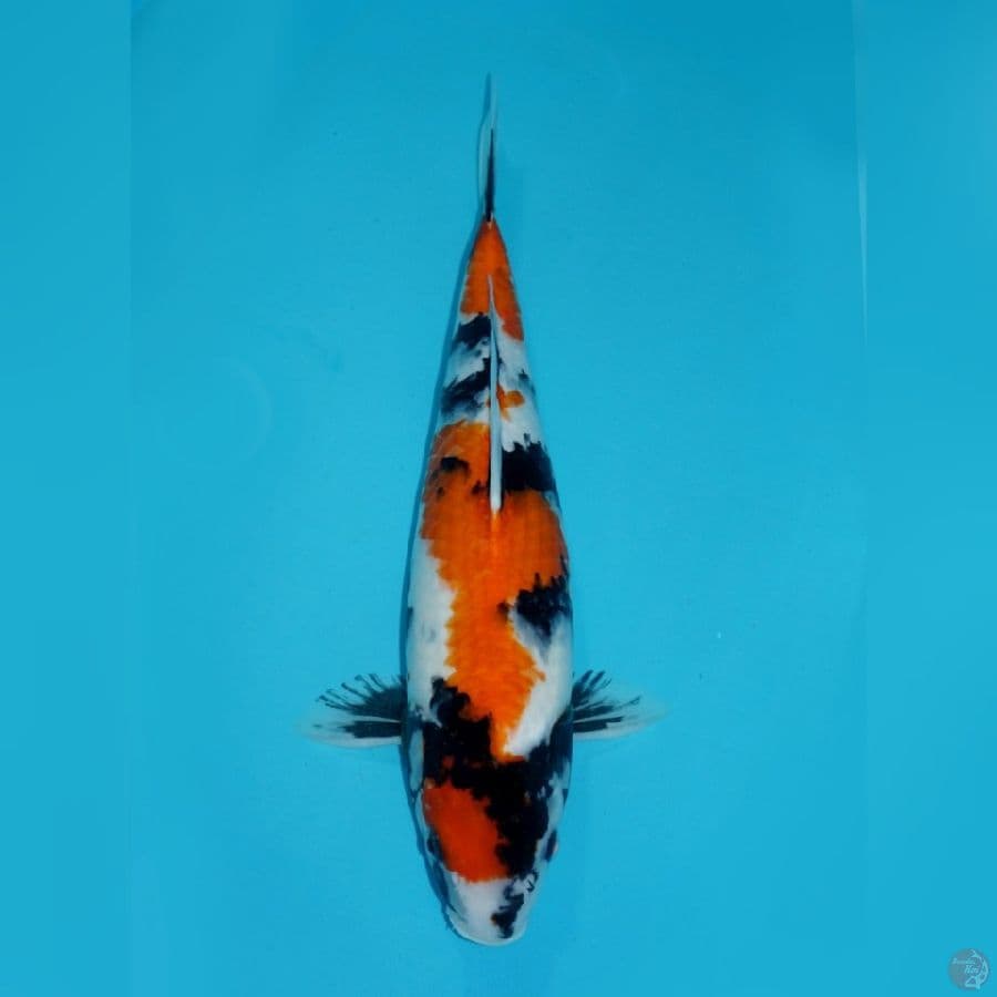 MARUTEN SHOWA, 40CM FEMALE