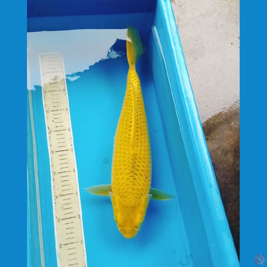 washabigoi jumbo 50bu
