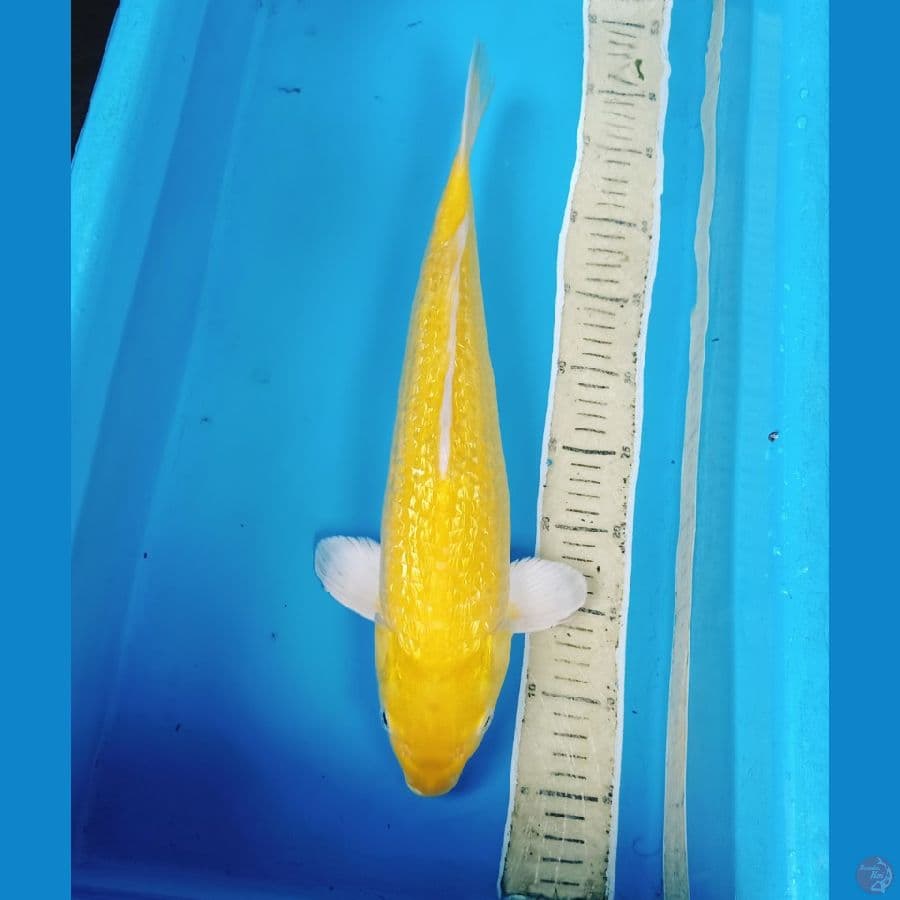 karashi mata merah ginrin 45bu