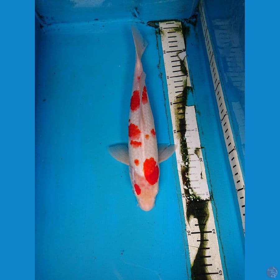 KOHAKU 30 cm