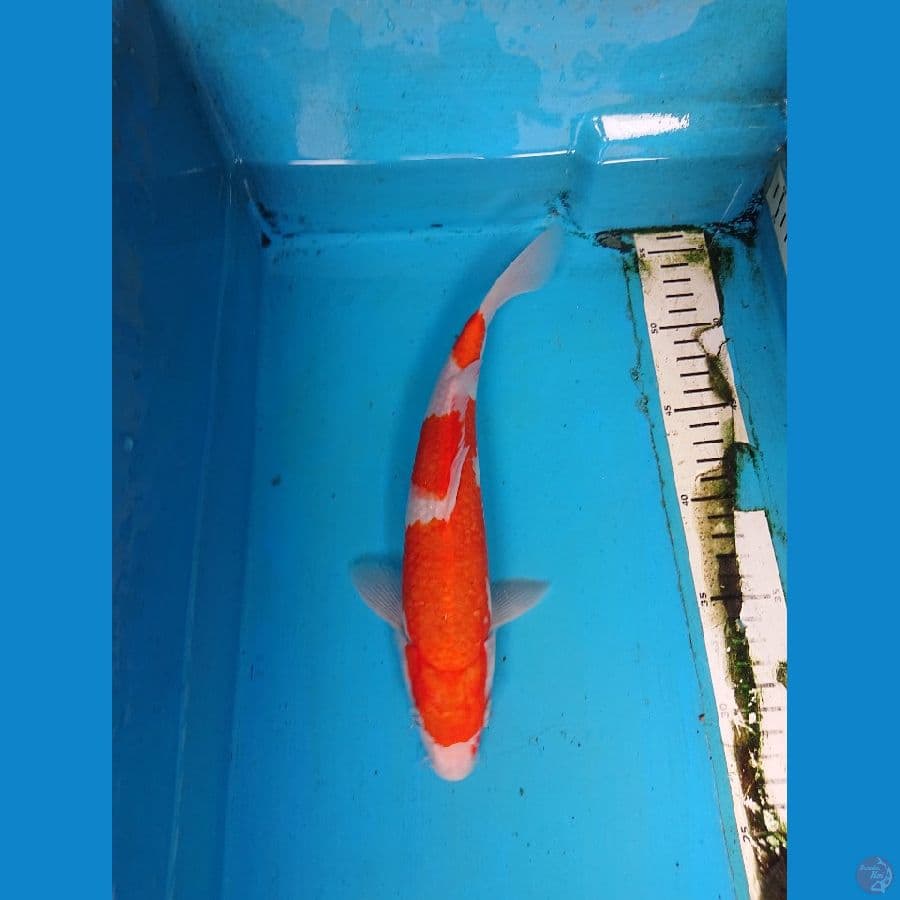 kOHAKU 28 cm