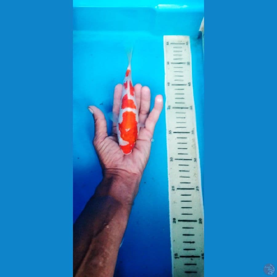 kohaku 20 cm