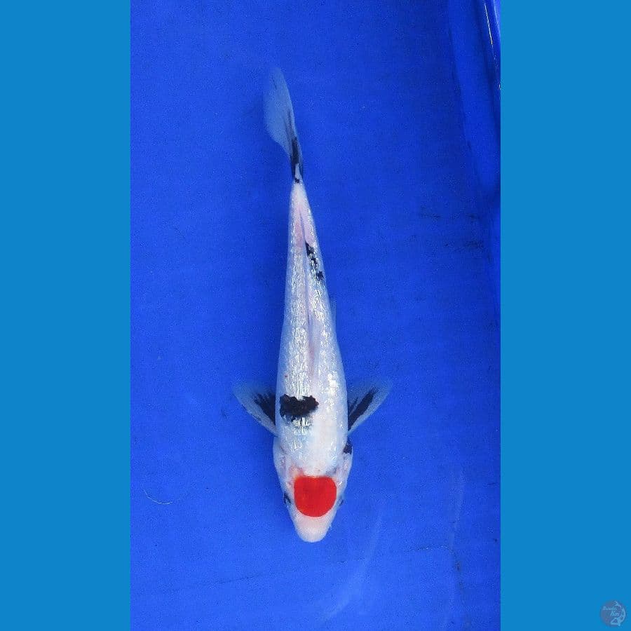 tancho showa ginrin ±25cm