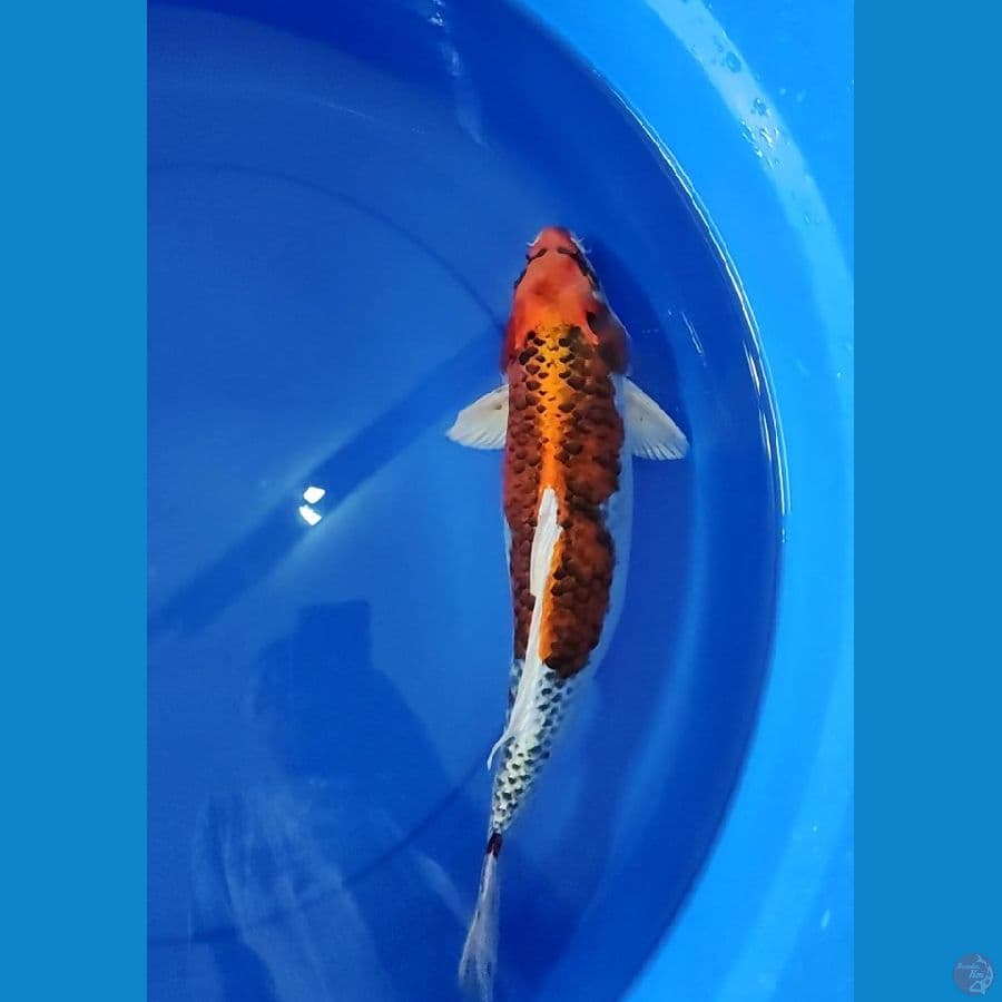 Ghosinki 40 cm