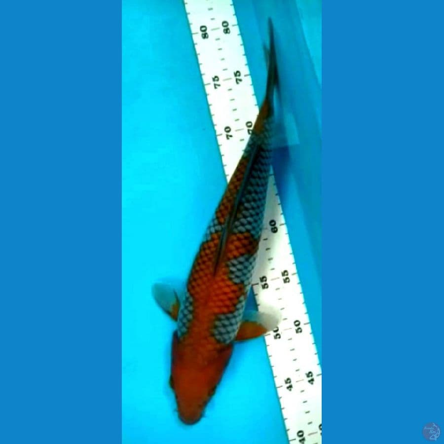 ociba sigure sQ 40 cm