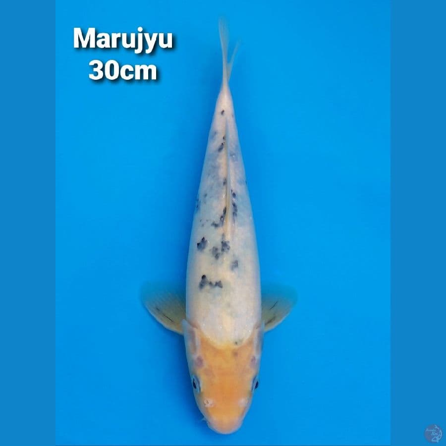 Marujyu Bekko 30cm non serti
