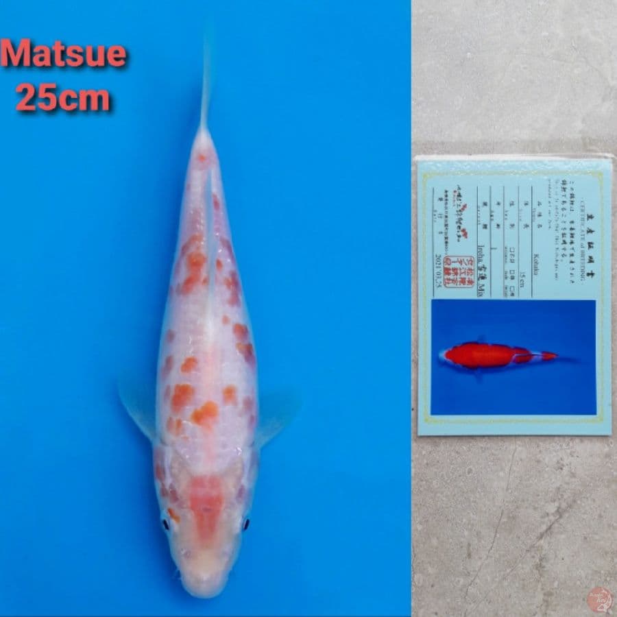 Matsue Kohaku Serti