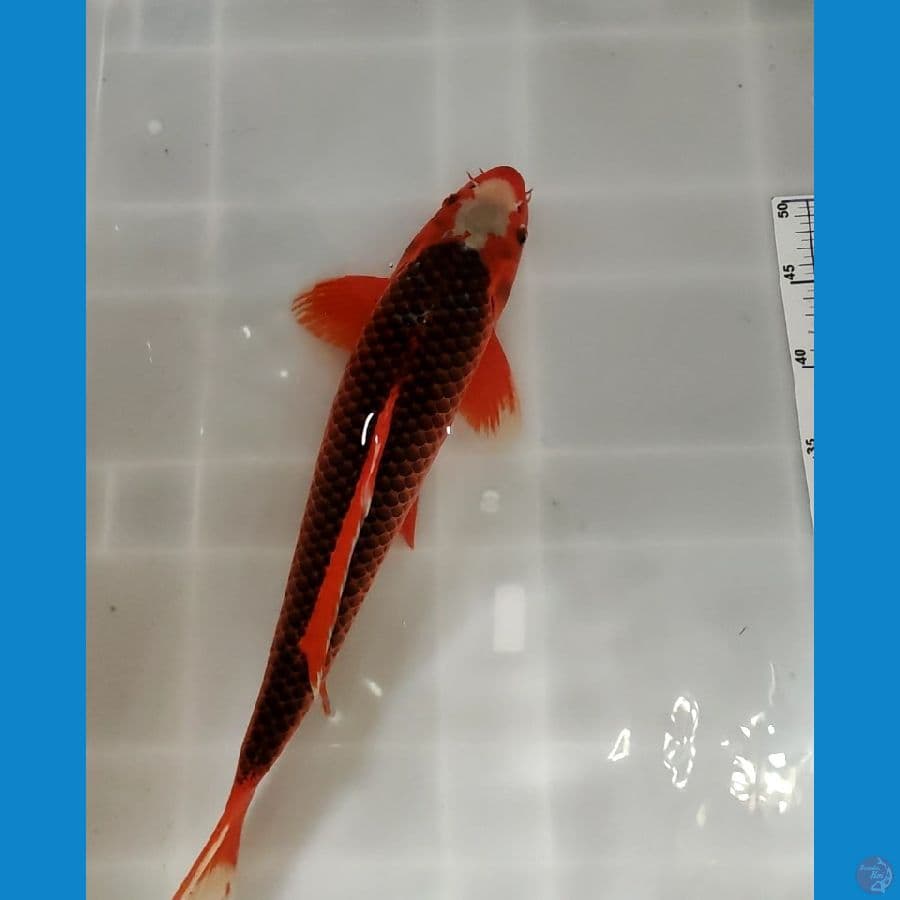 Matsuba 45 cm