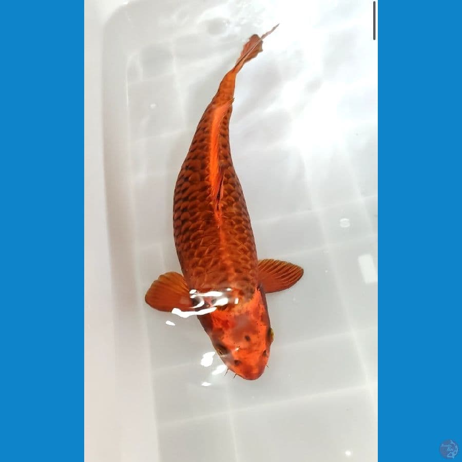 Matsuba 47 cm