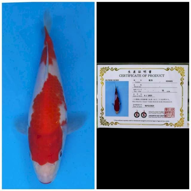 Ogata Kohaku