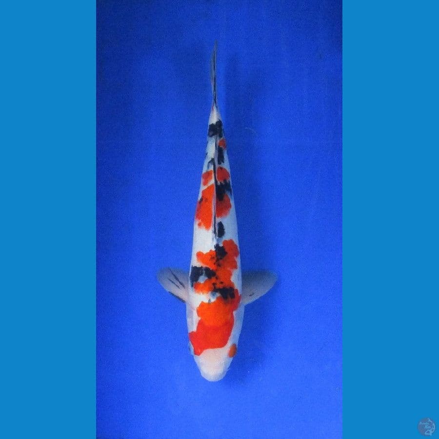sanke ±32cm