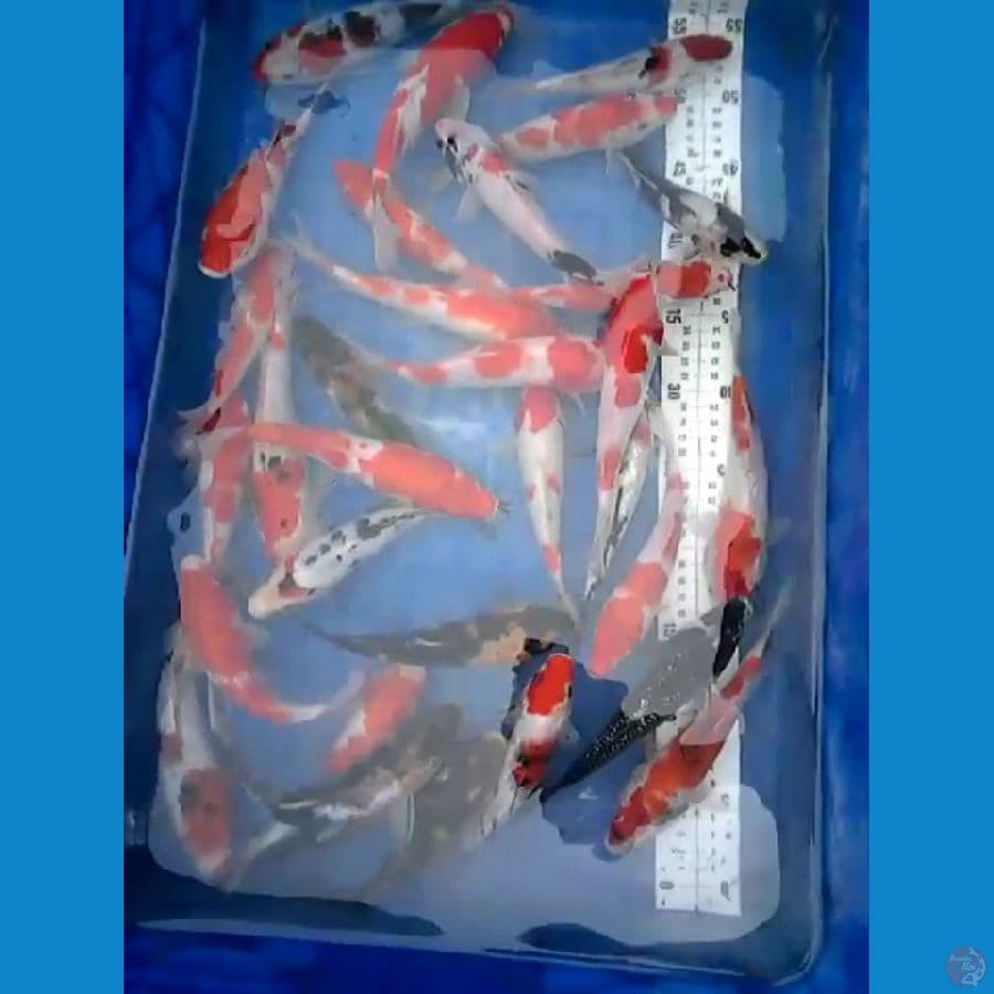 paket 33 ekor