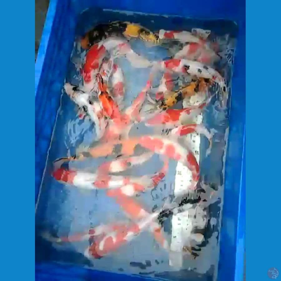 paket 25 kohaku sangke