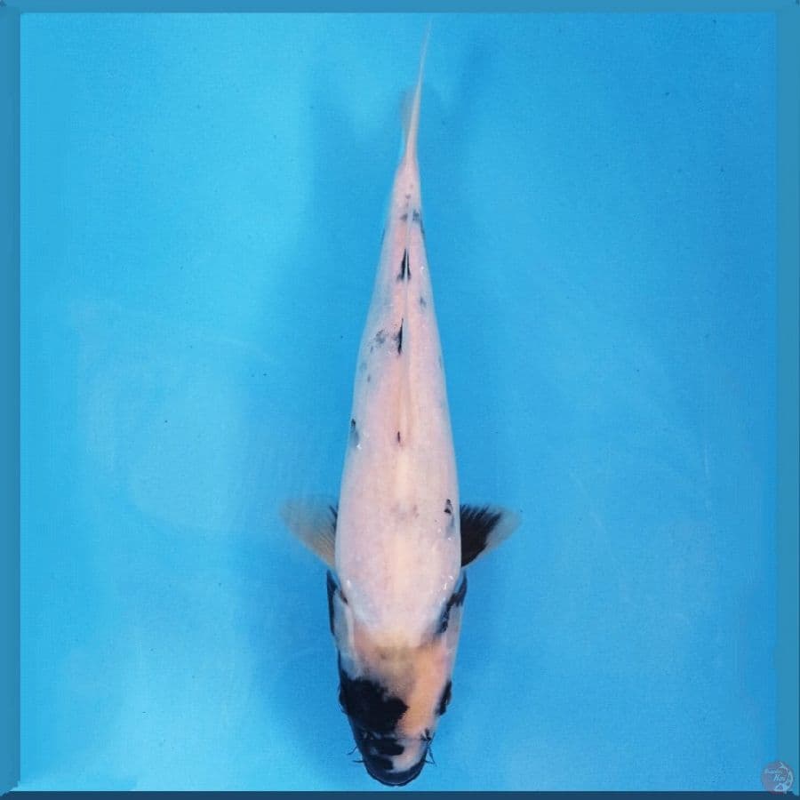 shiro tategoi, 30 cm