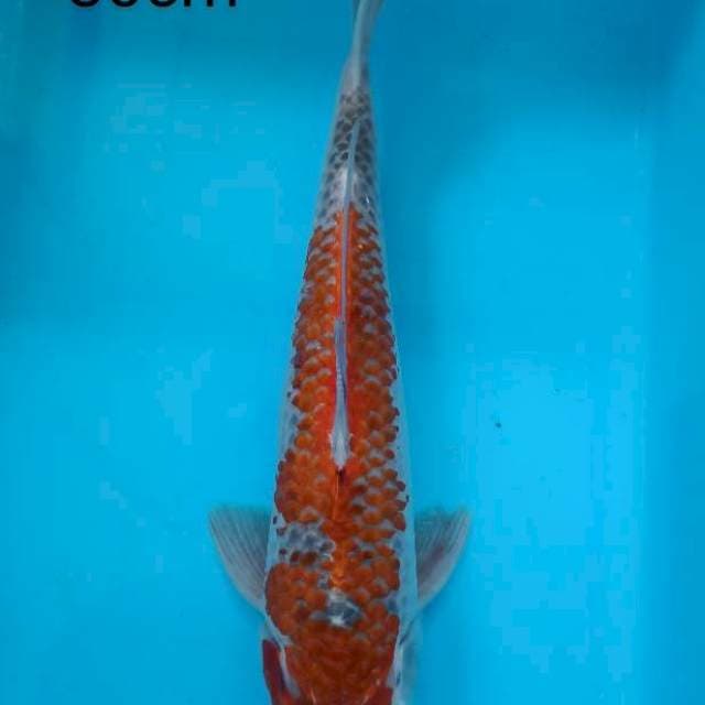 Ghosiki 30cm