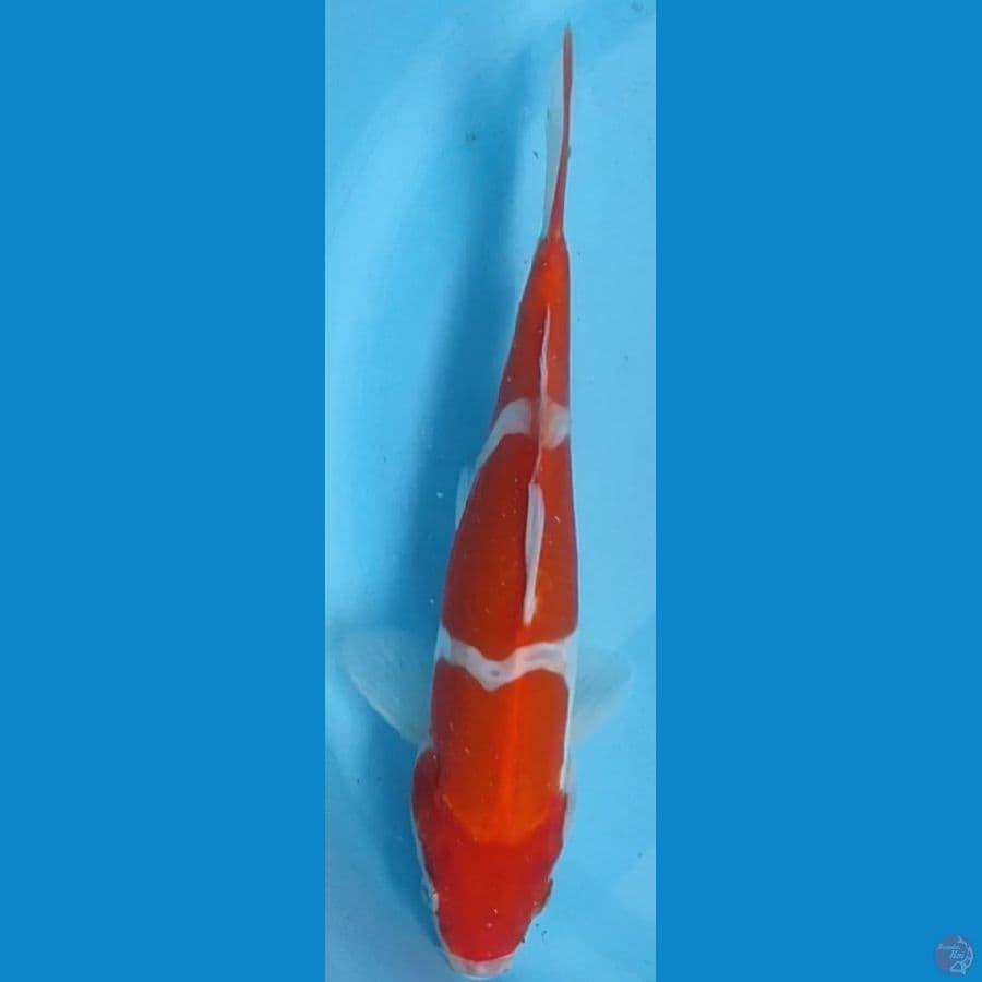 kohaku doid 27cm