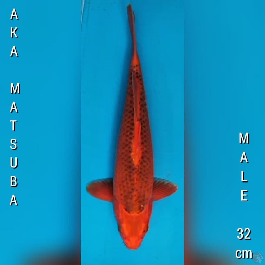 Aka Matsuba M32 cm