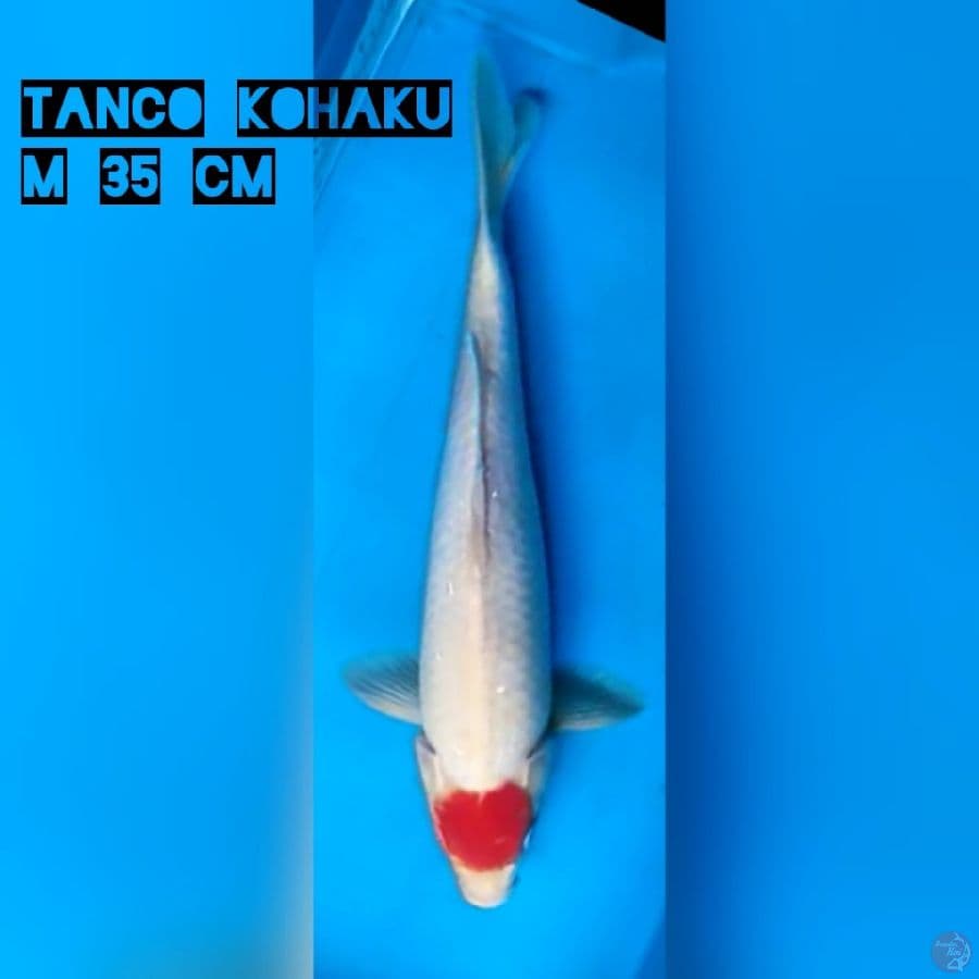 Tancho kohaku 35 cm
