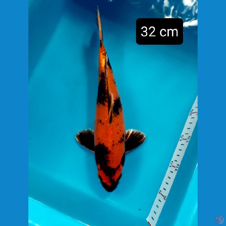 hiu metalik 32 cm