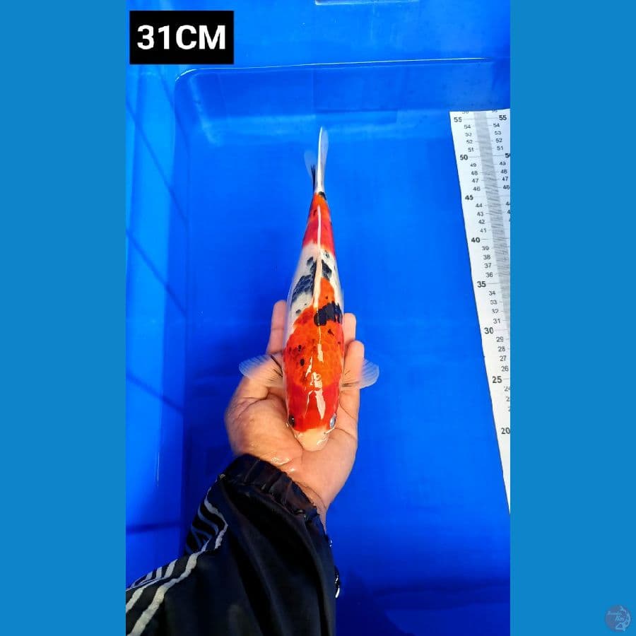 Sanke 31cm