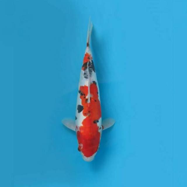Showa Doitsu Tategoi 33cm Female Tosai