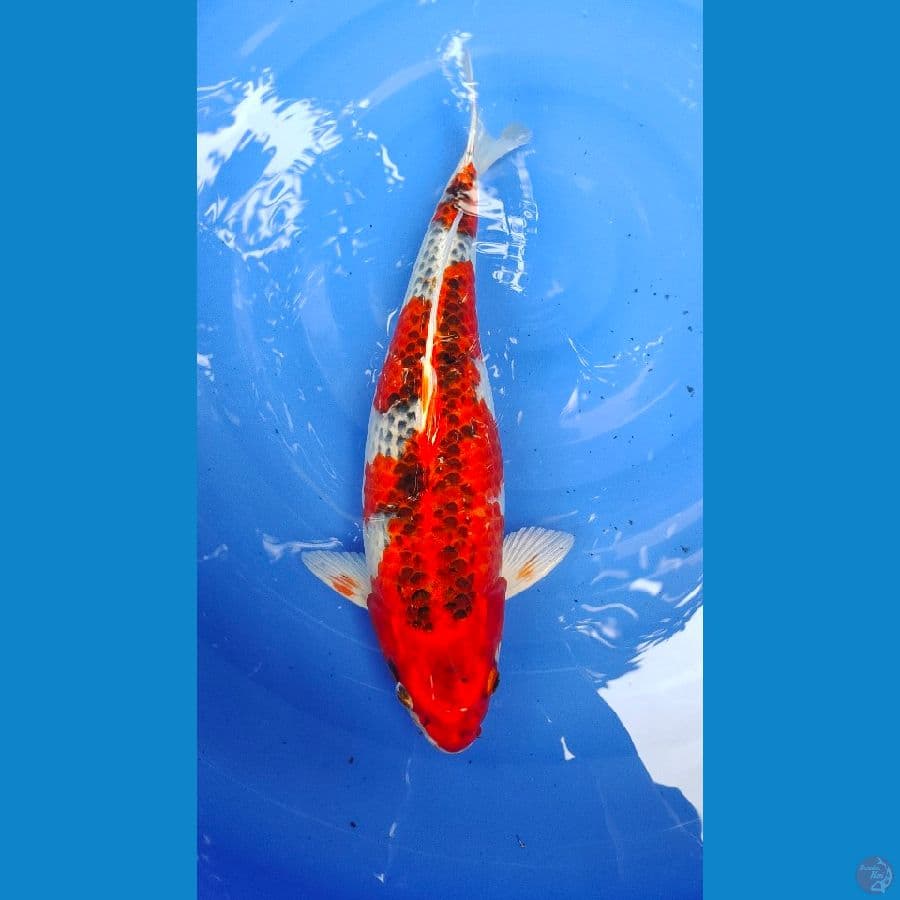 Kujaku 43Cm