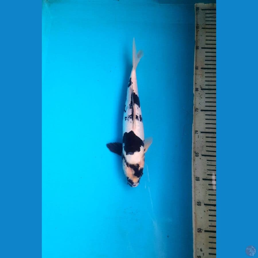 Shiro doitsu 23cm Male