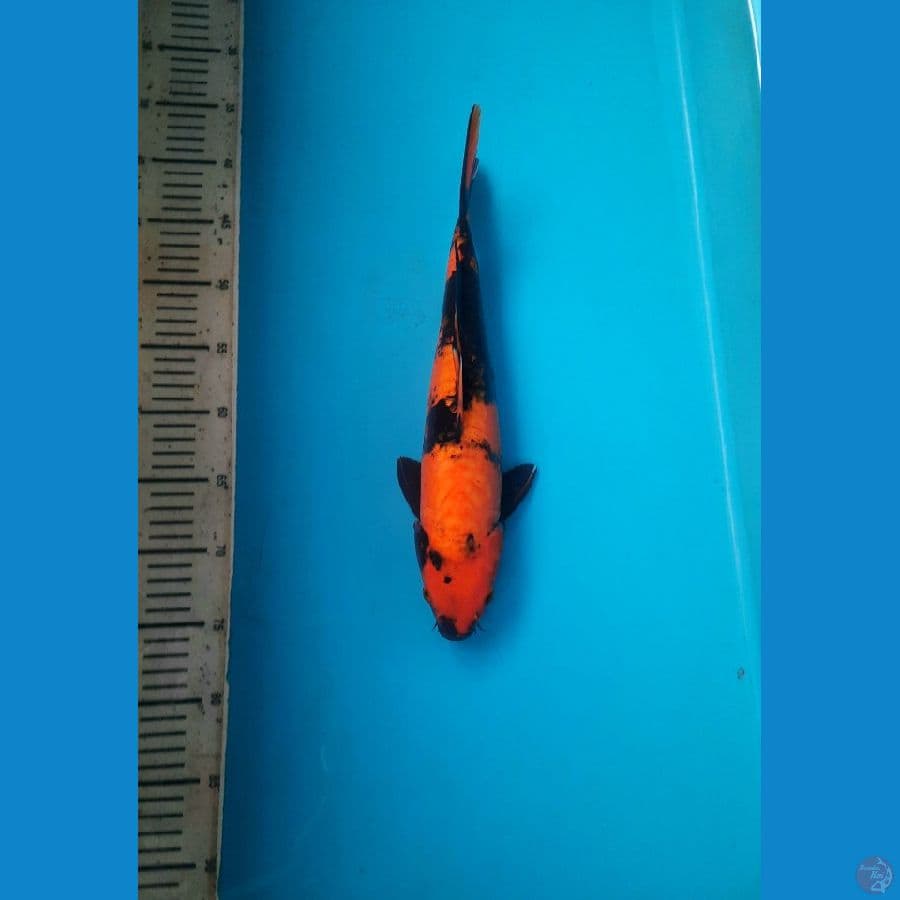 Hiu Doitsu 38cm Male