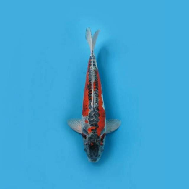 Jumbo Beni Kikokuryu 45cm Female Tosai