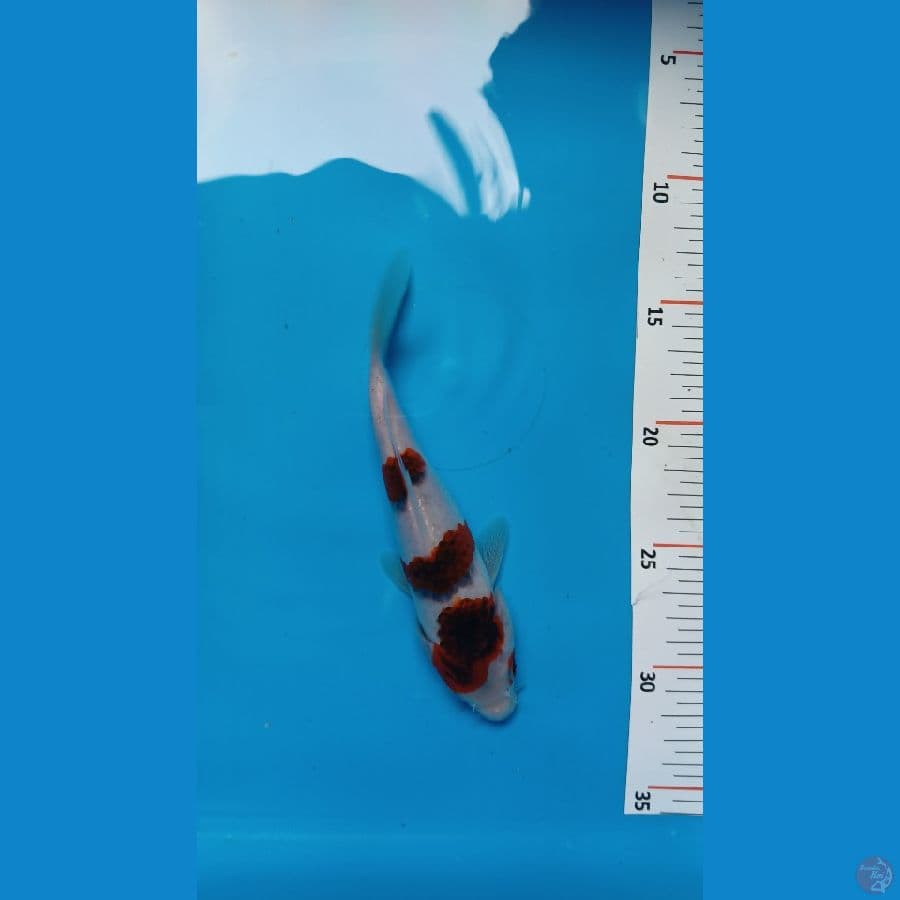 goromo ori 18 cm