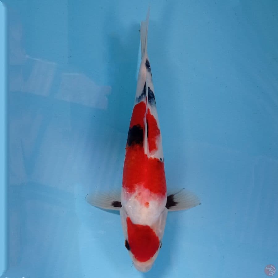 showa, 28 cm